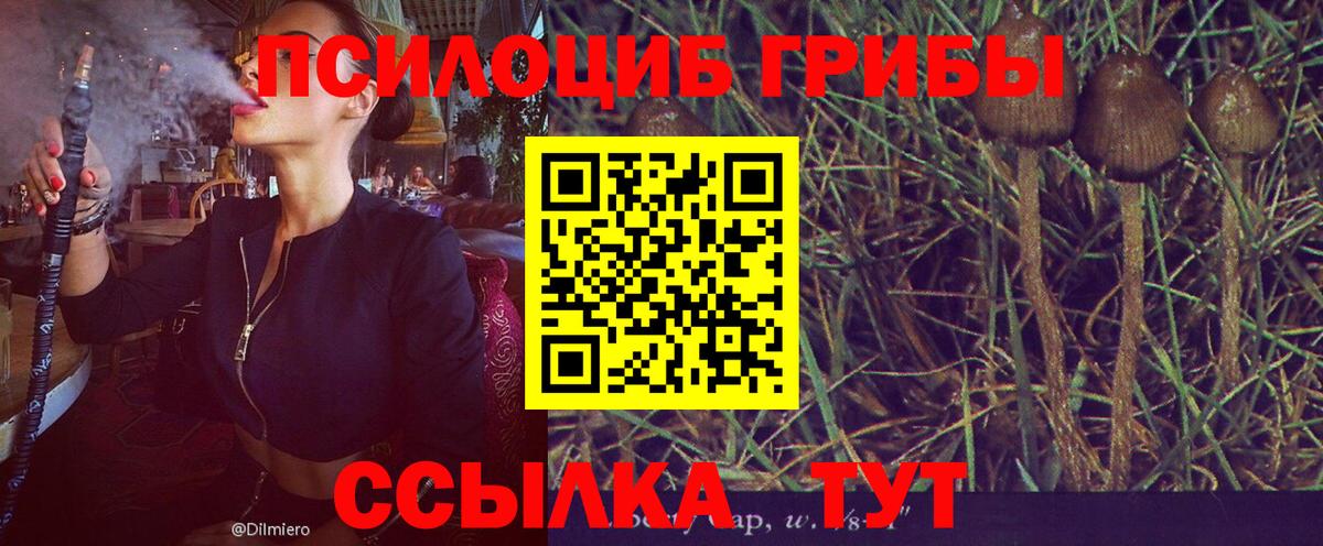 Сальск  Псилоцибиновые грибы GOLDEN TEACHER  Вход с VPN 